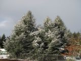 Frosty trees 1